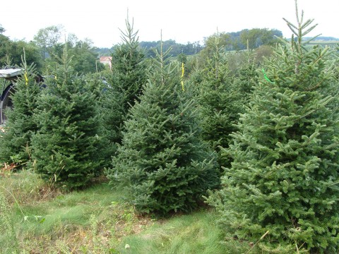 A Christmas Tree Farm