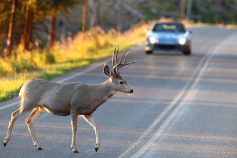 A deer crossing a road A deer crossing a road