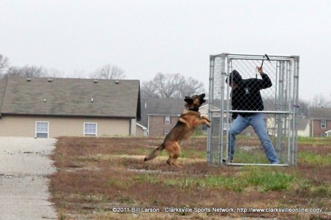 A Clarksville Police Department K-9 corners a suspect who stands inside a cage for his protection