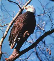 Bald Eagle