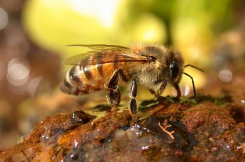 Africanized Honeybee