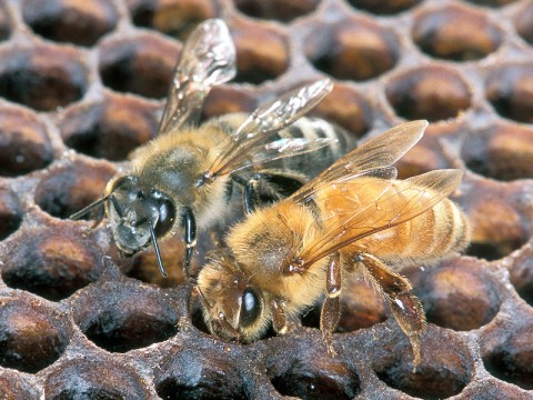 An Africanized honey bee (left) and a European honey bee on honeycomb. Despite color differences between these two bees, mostly they can’t be identified by eye. (Photo by Scott Bauer)