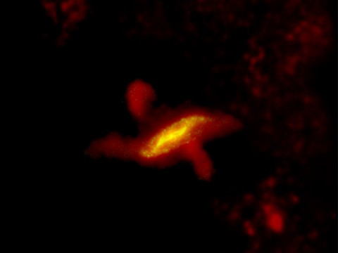 This Herschel Space Observatory image of Centaurus A combines long-wavelength infrared data from its Photoconductor Array Camera and Spectrometer (PACS) taken at 100 microns, and its Spectral and Photometric Imaging Receiver (SPIRE) instruments at 250, 350 and 500 microns. (Credit: ESA/Herschel/PACS/SPIRE/C.D. Wilson, MacMaster University, Canada) This Herschel Space Observatory image of Centaurus A combines long-wavelength infrared data from its Photoconductor Array Camera and Spectrometer (PACS) taken at 100 microns, and its Spectral and Photometric Imaging Receiver (SPIRE) instruments at 250, 350 and 500 microns. (Credit: ESA/Herschel/PACS/SPIRE/C.D. Wilson, MacMaster University, Canada)