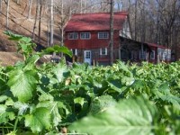 Nourishing Harvest Farm