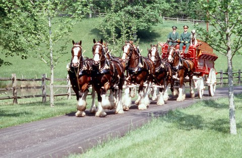 Budweiser Clydesdales