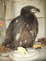 Eaglet rescued by Ray Stainfield.