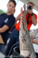 Kyler Ashby’s Alligator Gar