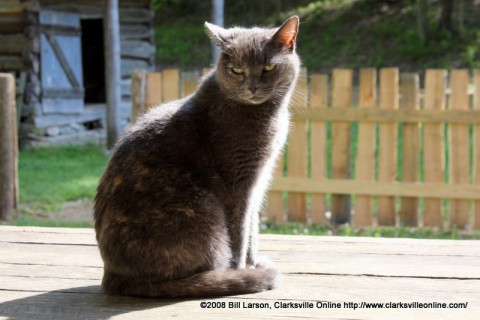 A Cat on a Deck