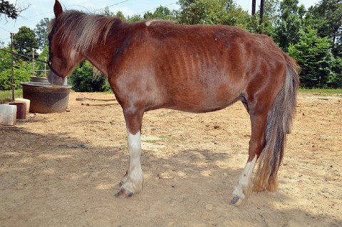 Malnourished Horse found June 3rd, 2012. (Photo by CPD-Officer Bryden)