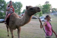 Camel Rides