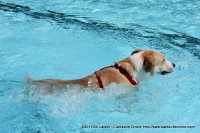 Pooch Pool Party