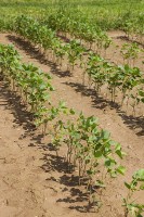 Soybean plants after 2 weeks of flooding stress. (Peggy Greb)