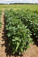 Soybean plants that were not flooded. (Peggy Greb)