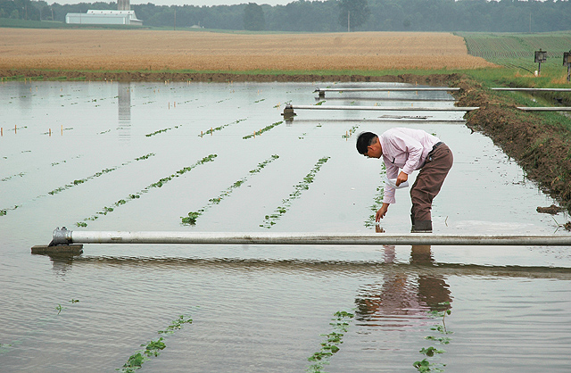 Ohio State University scientist Liming Chen examines flooded soybean plants. (Ann Houser)