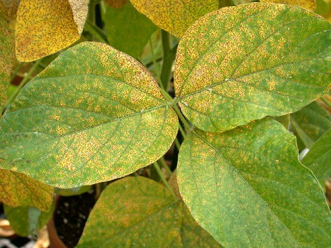 Soybean leaf infected with rust disease. (Christine Stone)