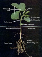 Soybean Plant (International Ag Labs)