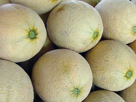 Cantaloupes indentified as source of Salmonella