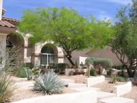 A xeric, or desert, yard in Phoenix: This yard with native vegetation is a mini-refuge for birds. (Susannah Lerman/University of Massachusetts-Amherst)