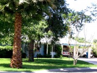 This mesic yard in Phoenix, with its non-native grass lawn, is less attractive to native birds.  (Susannah Lerman/University of Massachusetts-Amherst)