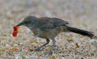 A curve-billed thrasher, a Sonoran desert species, forages in a xeric yard in Phoenix.  (Eyal Shochat/Arizona State University)