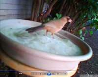 An Abert's towhee forages on an artificial food patch--a seed tray--in a Phoenix-area yard (Susannah Lerman/University of Massachusetts-Amherst)