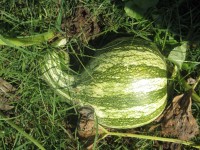 Cushaw Squash