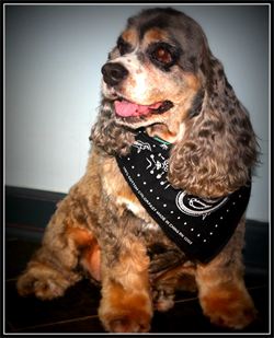 One of the happy clients at Shannon's Doggy Daycare Boarding and Grooming