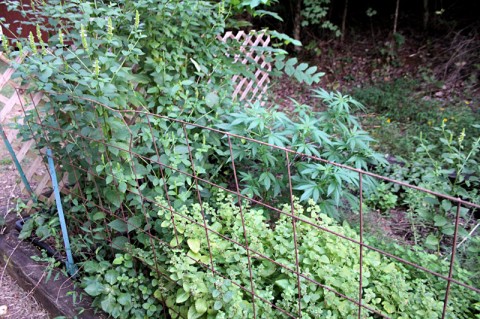 Clarksville Police find Marijuana Plants growing at 3020 Nicole Road. (Photo by CPD-Agent Jason Hankins)