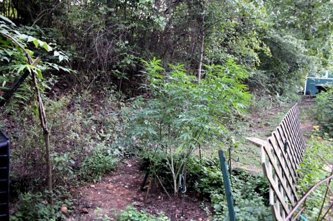 Clarksville Police find Marijuana Plants growing at 3020 Nicole Road. (Photo by CPD-Agent Jason Hankins)