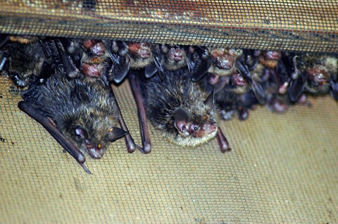 Little Brown Bats inside a Bat Box at Land Between The Lakes National Recreation Area. (Photo by Darrin Samborski, Forest Service)