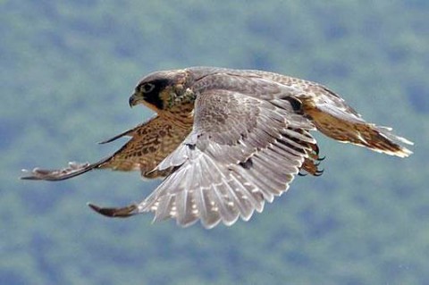 Peregrine Falcon