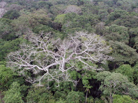 The megadrought in the Amazon rainforest during the summer of 2005 caused widespread damage and die-offs to trees, as depicted in this photo taken in Western Amazonia in Brazil. (Image credit: NASA/JPL-Caltech)