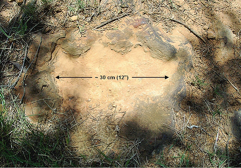 This imprint shows the right rear foot of a nodosaur - a low-slung, spiny leaf-eater - apparently moving in haste as the heel did not fully settle in the cretaceous mud, according to dinosaur tracker Ray Stanford. It was found recently on NASA's Goddard Space Flight Center campus and is being preserved for study. (Credit: Ray Stanford)