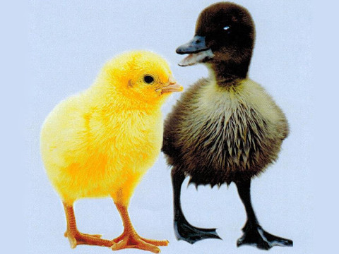 Cuddly baby chicks and ducks should not be given as gifts.