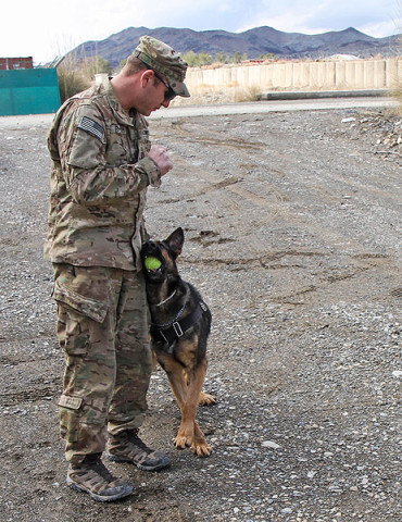 Staff Sgt. Mathhew Phillips, an infantryman dog handler assigned to 3rd Brigade Combat Team “Rakkasans,” 101st Airborne Division (Air Assault), rewards Sgt. 1st Class Rocky with some play time after a successful demonstration of bomb detection at Forward Operating Base Salerno, Afghanistan, Feb. 26, 2013. Phillips and Rocky are apart of the Tactical Explosive Detection Dog program also known as the TEDD program, which trains Soldiers to work hand-in-hand with military working dogs. (U.S. photo by Spc. Brian Smith-Dutton Task Force 3/101 Public Affairs)