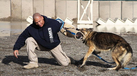 An employee with AMK9, a civilian dog handling company performs a demonstration with Mo Mo, a dog assigned to AMK9, of the dogs abilities to take down personnel if necessary on Forward Operating Base Salerno, Afghanistan, Feb. 26, 2013. AMK9 works on military installations while Army dog handlers work outside of military instillations. (U.S. photo by Spc. Brian Smith-Dutton Task Force 3/101 Public Affairs)