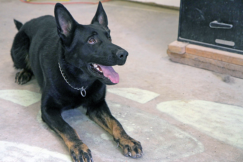 Spc. Hugo, explosive detection dog with the Tactical Explosive Detection Dog program assigned to 3rd Brigade Combat Team “Rakkasans,” 101st Airborne Division (Air Assault), obeys the order to stay and watched his handler’s gestures carefully on Forward Operating Base Salerno, Afghanistan, Feb. 26, 2013. The TEDD program partners Soldiers and dogs to assist in finding road side bombs in support of Operation Enduring Freedom. (U.S. photo by Spc. Brian Smith-Dutton Task Force 3/101 Public Affairs)