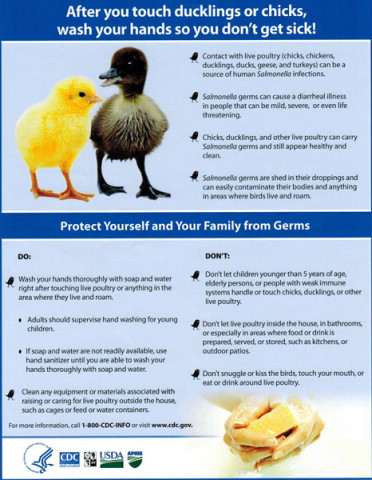 Poultry Salmonella Poster