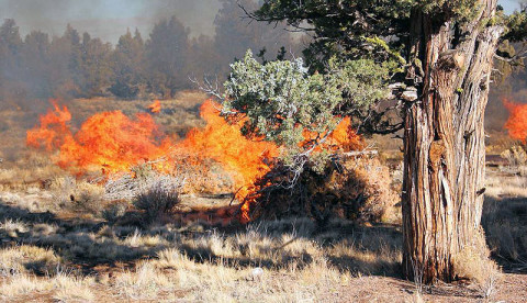 9 out of 10 Wildfires are created by people. 9 out of 10 Wildfires are created by people.