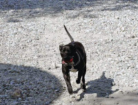 U.S. Army Sgt. Mimsy, a military working dog with 1st Brigade Combat Team, 101st Airborne Division, runs to her handler, U.S. Army Spc. Matt Kreutzer, during a training exercise at Forward Operating Base Wright, Kunar province, Afghanistan. (U.S. Army Photo by Sgt. Shawn Vradenburg, Provincial Reconstruction Team Kunar)