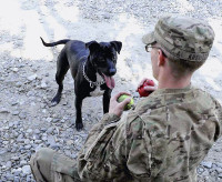 U.S. Army Spc. Matt Kreutzer, a military working dog handler with 1st Brigade Combat Team, 101st Airborne Division, and Sgt. Mimsy, a military working dog, stop for a photo during training at Forward Operating Base Wright, Kunar province, Afghanistan. Mimsy was recently released from quarantine after rescuing Kreutzer from a feral dog during a recent foot patrol. (U.S. Army Photo by Sgt. Shawn Vradenburg, Provincial Reconstruction Team Kunar)