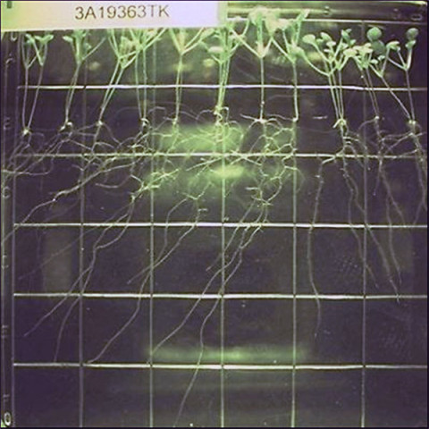 In a paper in the journal Plant Biology, Paul et al. compare plants grown in space (FLT) to those grown on the ground (GC).