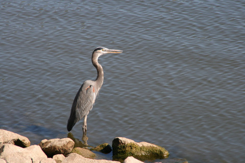 Great Blue Heron. (Land Between the Lakes)