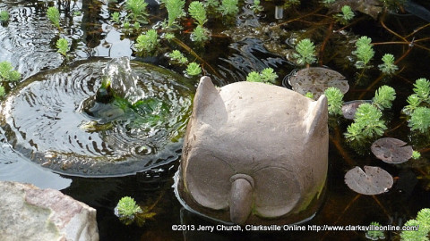 Jerry Church's Fish Pond