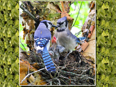 Bird Photography by David Magers 