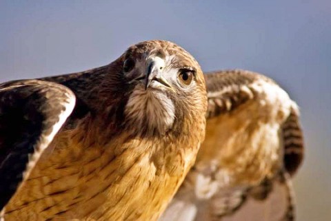 A Red-tailed Hawk will be one of the "Birds of Prey" at Dunbar Cave State Park this Saturday.