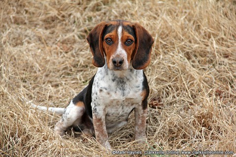 The Humane Society of Clarksville-Montgomery County stresses the need for pet owners to spay-neuter their pets.