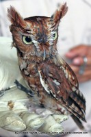 Barred Owl