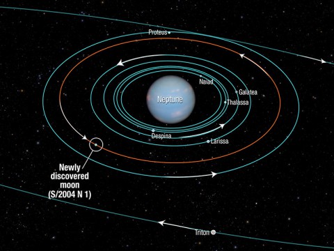 This diagram shows the orbits of several moons located close to the planet Neptune. All of them were discovered in 1989 by NASA's Voyager 2 spacecraft, with the exception of S/2004 N 1, which was discovered in archival Hubble Space Telescope images taken from 2004 to 2009. The moons all follow prograde orbits and are nestled among Neptune's rings (not shown). This diagram shows the orbits of several moons located close to the planet Neptune. All of them were discovered in 1989 by NASA's Voyager 2 spacecraft, with the exception of S/2004 N 1, which was discovered in archival Hubble Space Telescope images taken from 2004 to 2009. The moons all follow prograde orbits and are nestled among Neptune's rings (not shown).