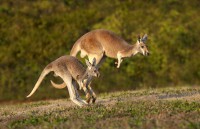 Two of the kangaroos that will be on exhibit at the Nashville Zoo’s new Kangaroo Kickabout habitat. (Amiee Stubbs)